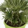 Palmier nain Siciliana - Chamaerops humilis Siciliana 50/60cm Pot 7,5L