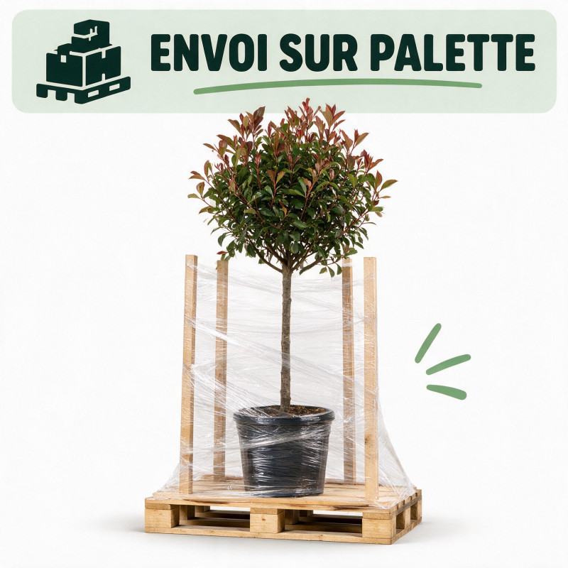 Photinia Red Robin 120cm - Photinia xfraseri Red Robin Boule 40cm Pot 7,5L