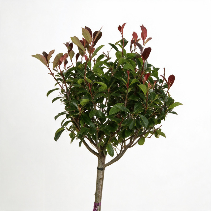 Photinia Red Robin 120cm - Photinia xfraseri Red Robin Boule 40cm Pot 7,5L