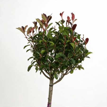 Photinia Red Robin 120cm - Photinia xfraseri Red Robin Boule 40cm Pot 7,5L