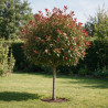 Photinia Red Robin 120cm - Photinia xfraseri Red Robin Boule 40cm Pot 7,5L