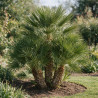 Palmier nain - Chamaerops humilis 90cm Pot 10L