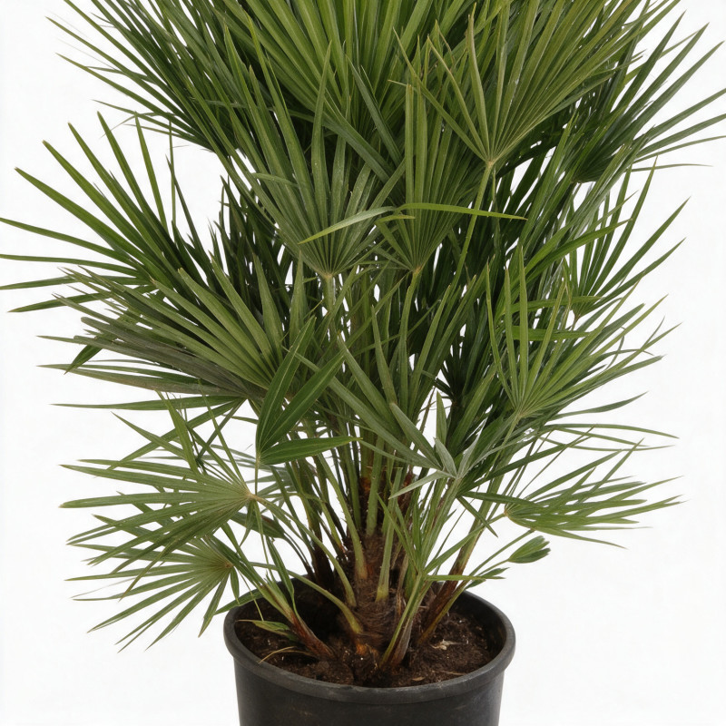 Palmier nain - Chamaerops humilis 90cm Pot 10L