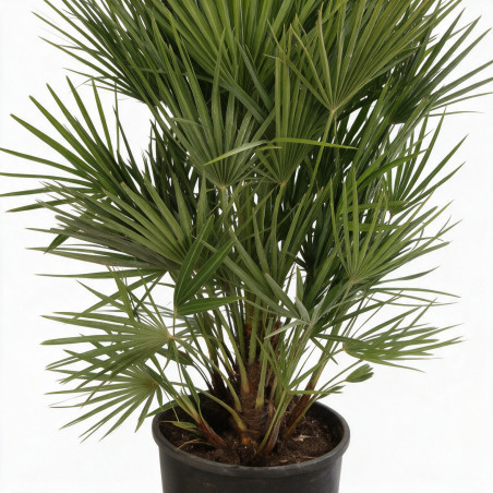 Palmier nain - Chamaerops humilis 90cm Pot 10L