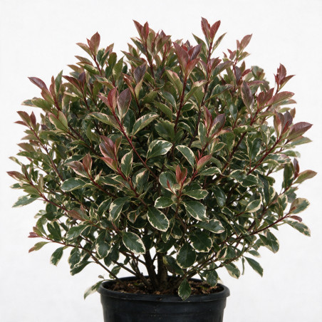 Photinia Pink Marble 120cm - Photinia xfraseri Pink Marble Boule 40cm Pot 7,5L
