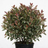 Photinia Pink Marble 120cm - Photinia xfraseri Pink Marble Boule 40cm Pot 7,5L