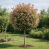 Photinia Pink Marble 120cm - Photinia xfraseri Pink Marble Boule 40cm Pot 7,5L