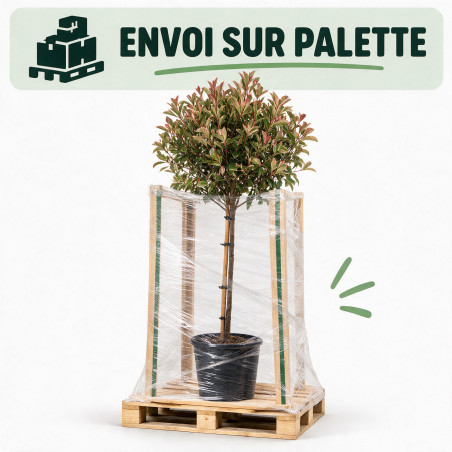 Photinia Pink Marble 120cm - Photinia xfraseri Pink Marble Boule 40cm Pot 7,5L