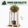 Photinia Pink Marble 120cm - Photinia xfraseri Pink Marble Boule 40cm Pot 7,5L