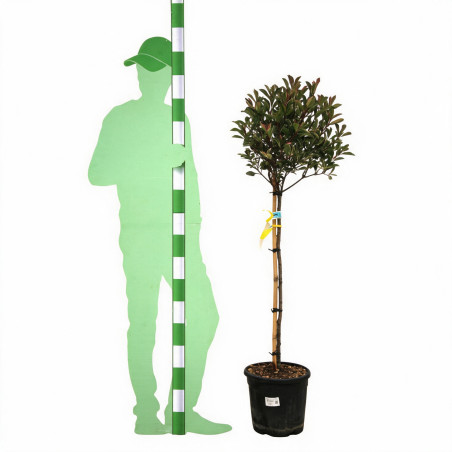 Photinia Pink Marble 120cm - Photinia xfraseri Pink Marble Boule 40cm Pot 7,5L