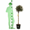 Photinia Pink Marble 120cm - Photinia xfraseri Pink Marble Boule 40cm Pot 7,5L