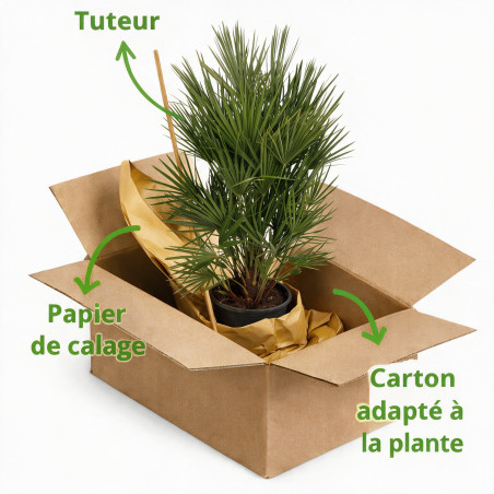 Palmier nain - Chamaerops humilis 90cm Pot 10L