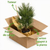 Palmier nain - Chamaerops humilis 90cm Pot 10L