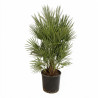 Palmier nain - Chamaerops humilis 90cm Pot 10L