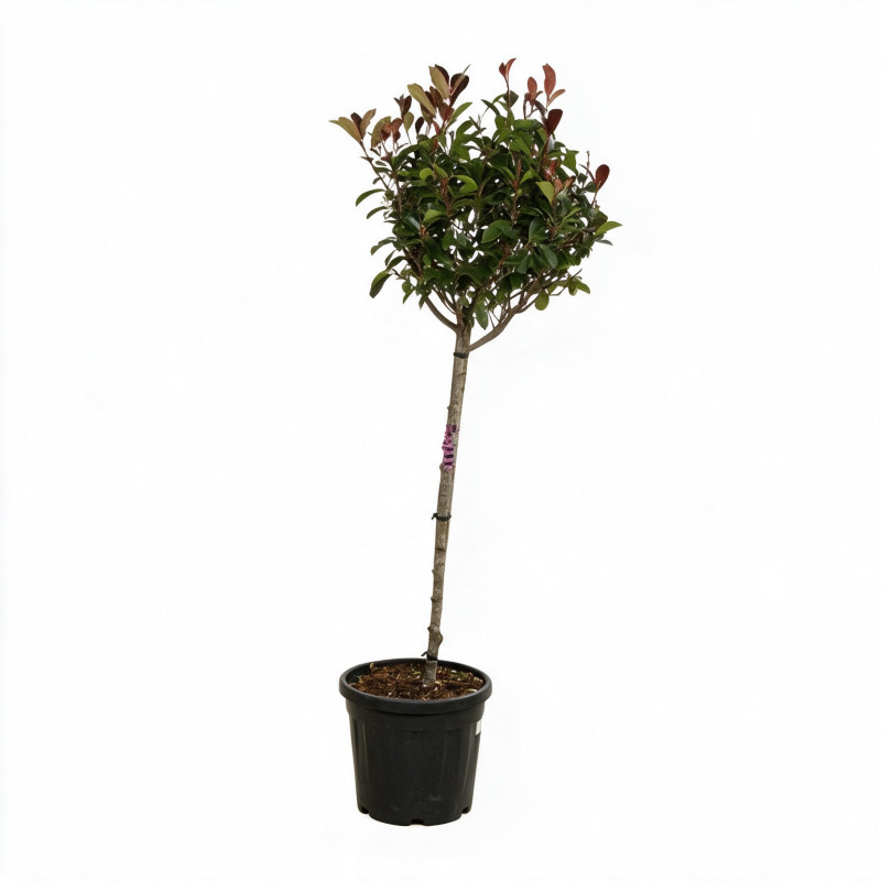 Photinia Red Robin 120cm - Photinia xfraseri Red Robin Boule 40cm Pot 7,5L