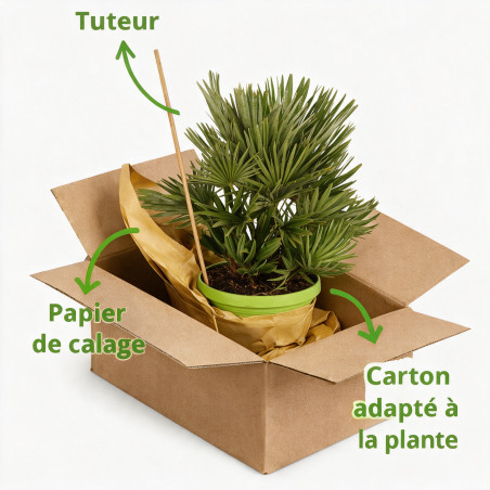 Palmier nain Siciliana - Chamaerops humilis Siciliana 50/60cm Pot 7,5L