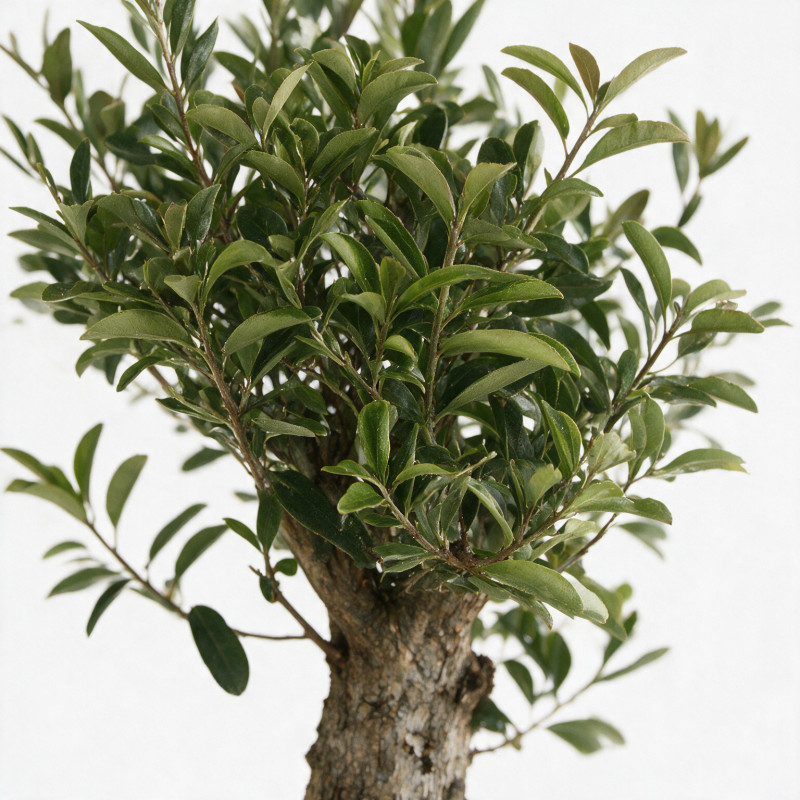 Photinia Pink Marble - Photinia xfraseri Pink Marble Mini tige 80cm Pot 7L