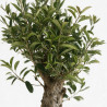 Photinia Pink Marble - Photinia xfraseri Pink Marble Mini tige 80cm Pot 7L