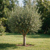 Photinia Pink Marble - Photinia xfraseri Pink Marble Mini tige 80cm Pot 7L