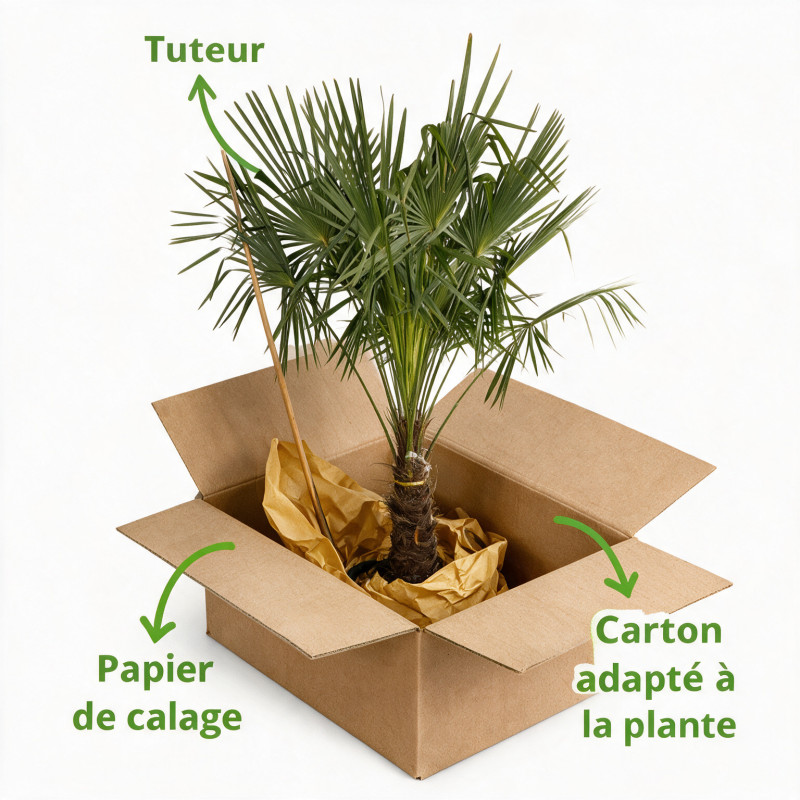 Palmier chanvre - Trachycarpus fortunei 80/100cm Pot 10L