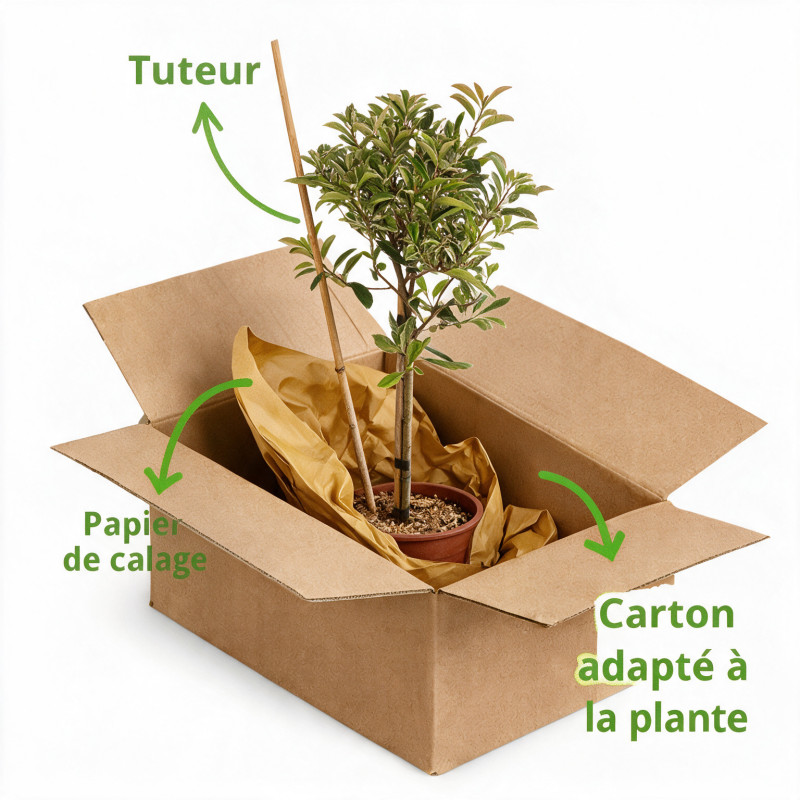 Photinia Pink Marble - Photinia xfraseri Pink Marble Mini tige 80cm Pot 7L