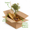 Photinia Pink Marble - Photinia xfraseri Pink Marble Mini tige 80cm Pot 7L