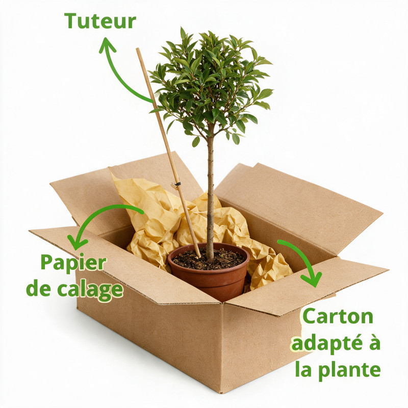 Photinia Little Red Robin - Photinia xfraseri Little Red Robin Mini tige 80cm Pot 7L