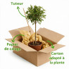 Photinia Little Red Robin - Photinia xfraseri Little Red Robin Mini tige 80cm Pot 7L
