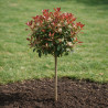 Photinia Little Red Robin - Photinia xfraseri Little Red Robin Mini tige 80cm Pot 7L