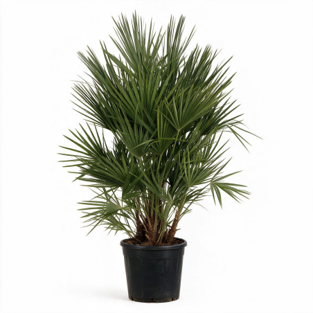 Palmier chanvre - Trachycarpus fortunei Multitroncs 170/190cm Pot 50L
