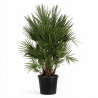 Palmier chanvre - Trachycarpus fortunei Multitroncs 170/190cm Pot 50L