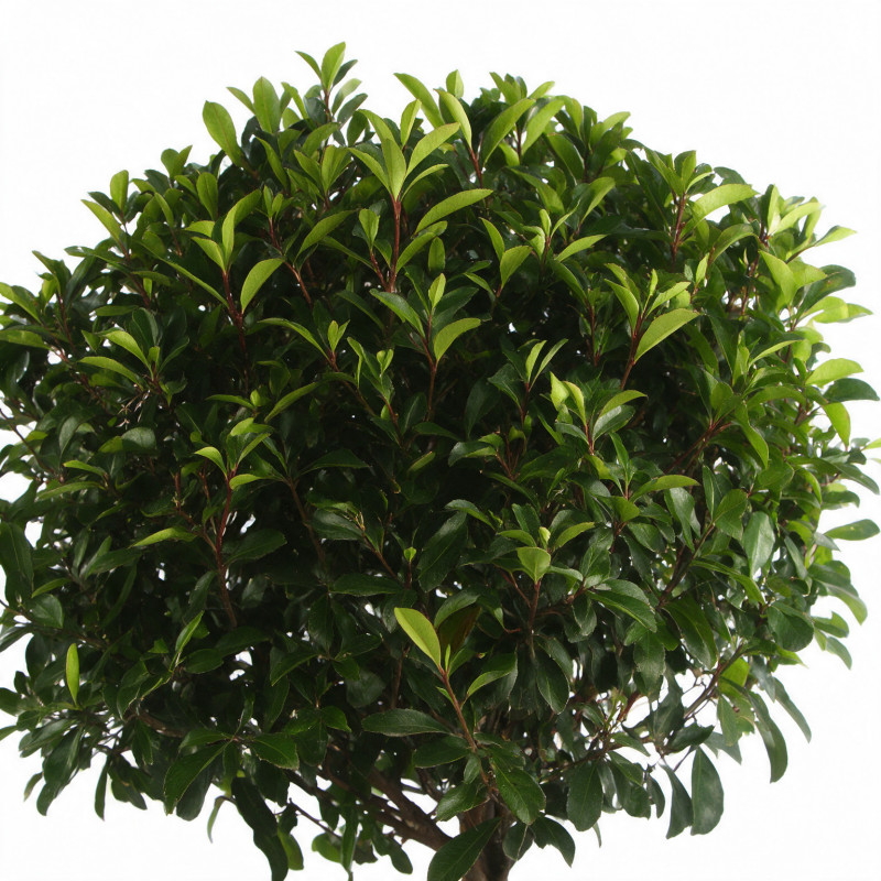 Photinia Red Robin - Photinia xfraseri Red Robin Demi-tige 100/120cm Pot 90L