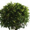 Photinia Red Robin - Photinia xfraseri Red Robin Demi-tige 100/120cm Pot 90L