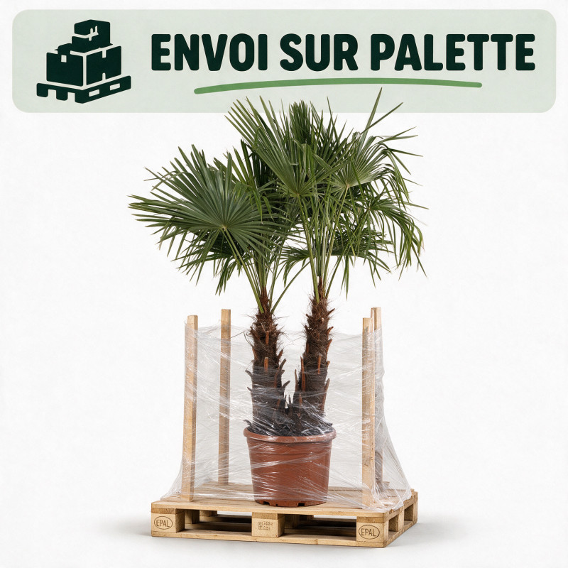Palmier chanvre - Trachycarpus fortunei 2 troncs 160/180cm Pot 50L