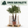 Palmier chanvre - Trachycarpus fortunei 2 troncs 160/180cm Pot 50L