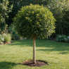 Photinia Red Robin - Photinia xfraseri Red Robin Demi-tige 100/120cm Pot 90L