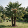 Palmier chanvre - Trachycarpus fortunei 2 troncs 160/180cm Pot 50L