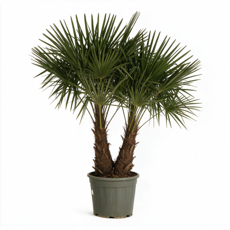 Palmier chanvre - Trachycarpus fortunei 160/180cm Pot 25L