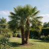 Palmier chanvre - Trachycarpus fortunei 160/180cm Pot 25L