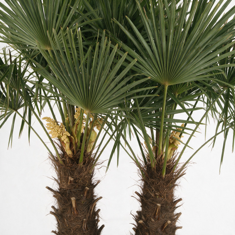 Palmier chanvre - Trachycarpus fortunei 160/180cm Pot 25L