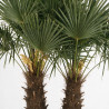 Palmier chanvre - Trachycarpus fortunei 160/180cm Pot 25L