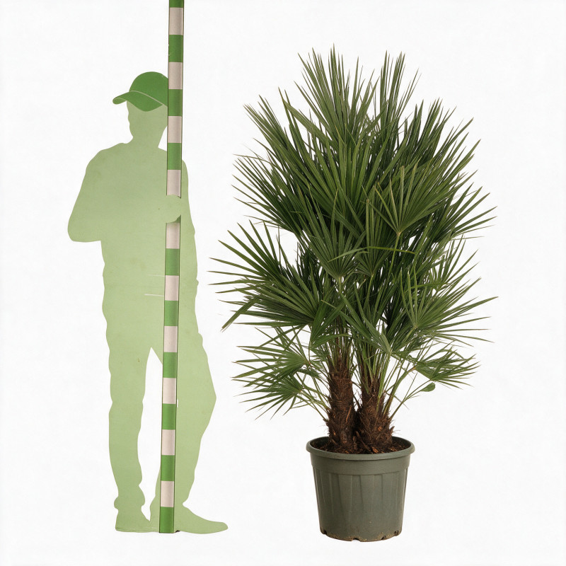 Palmier chanvre - Trachycarpus fortunei 160/180cm Pot 25L