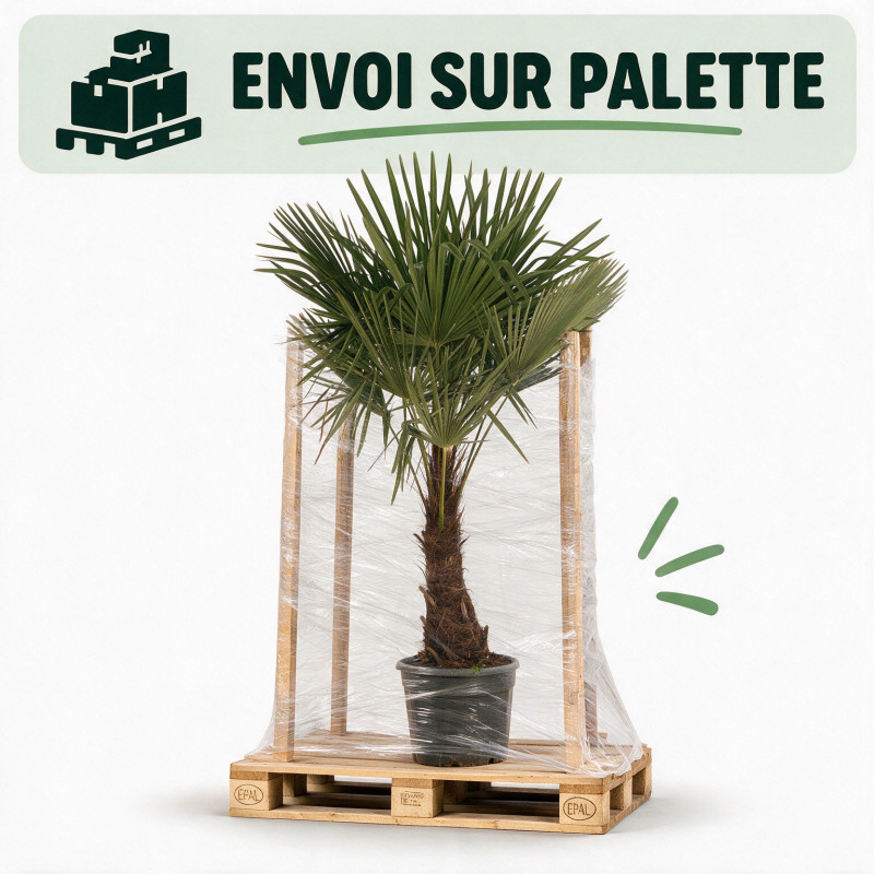 Palmier chanvre - Trachycarpus fortunei 160/180cm Pot 25L