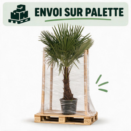 Palmier chanvre - Trachycarpus fortunei 160/180cm Pot 25L