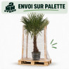 Palmier chanvre - Trachycarpus fortunei 160/180cm Pot 25L
