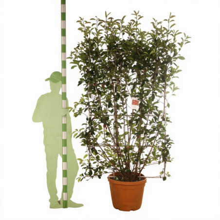 Photinia Red Robin - Photinia xfraseri Red Robin Espalier Pot 55L