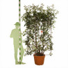 Photinia Red Robin - Photinia xfraseri Red Robin Espalier Pot 55L