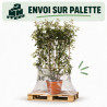 Photinia Red Robin - Photinia xfraseri Red Robin Espalier Pot 55L