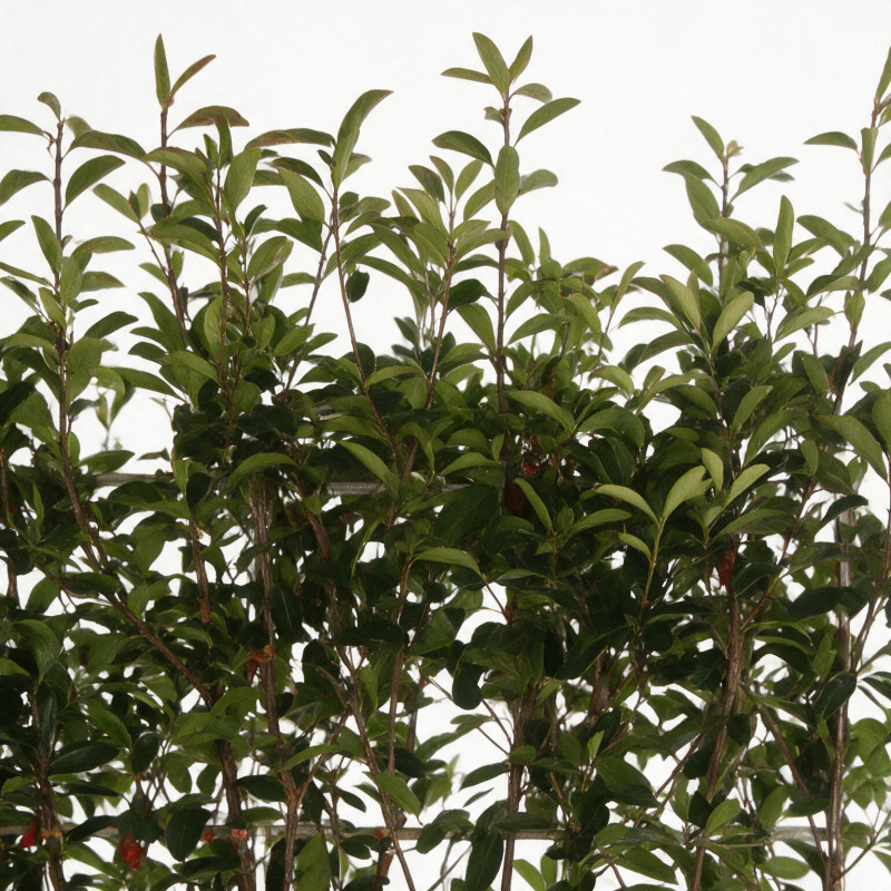 Photinia Red Robin - Photinia xfraseri Red Robin Espalier Pot 55L