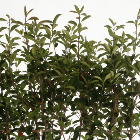 Photinia Red Robin - Photinia xfraseri Red Robin Espalier Pot 55L
